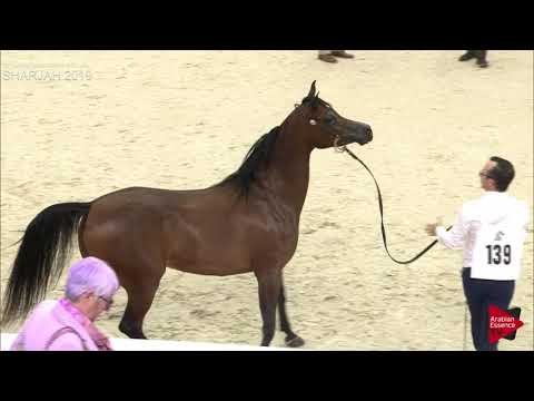 N.139 RASHA ALBIDAYER - Sharjah International 2019 - Mares 4 to 6 years old (Class 4A)