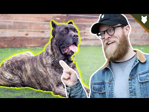 How To Teach Your Dog Sit And Lie Down In 3 Easy Steps