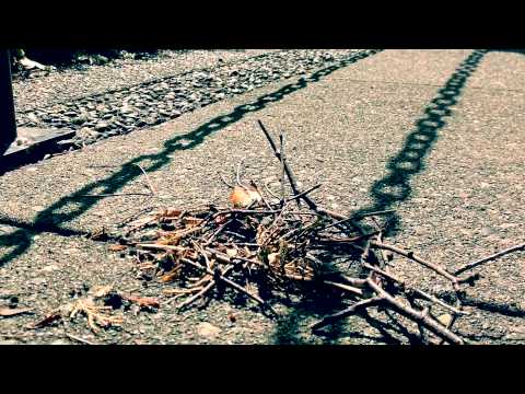 Camp Gold Rush #3 – Leopard Frog PSA