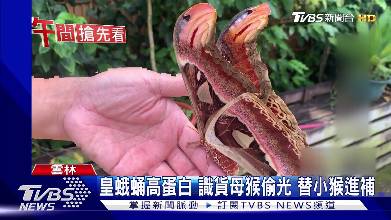 皇蛾蛹高蛋白!識貨母猴偷光 替小猴進補