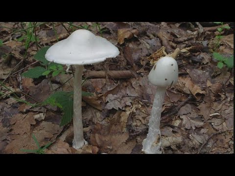 What you need to know about mushroom poisoning in Northeast Ohio