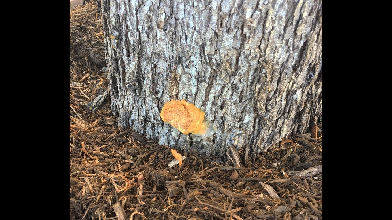 Shelf Fungus on Tree | Daphne Richards | Central Texas Gardener