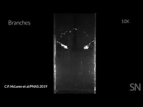 Mixing sand of different densities creates bubbles and branches | Science News