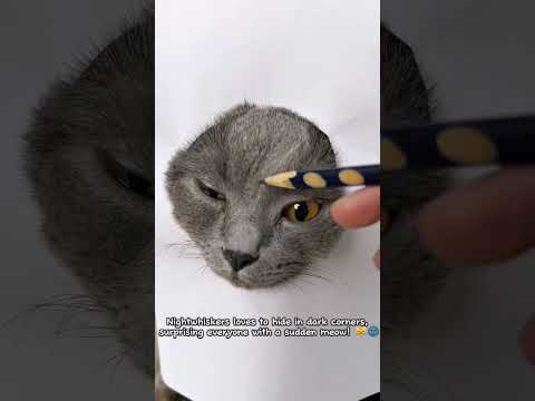 Nightwhiskers loves to hide in dark corners, surprising everyone with a sudden meow! 😹🌚 #shorts