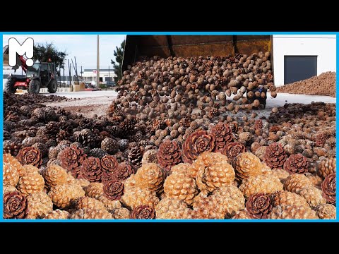 Awesome Pine Nuts Farming and Harvesting - Stone Pine Nuts Cultivation Agriculture Technology