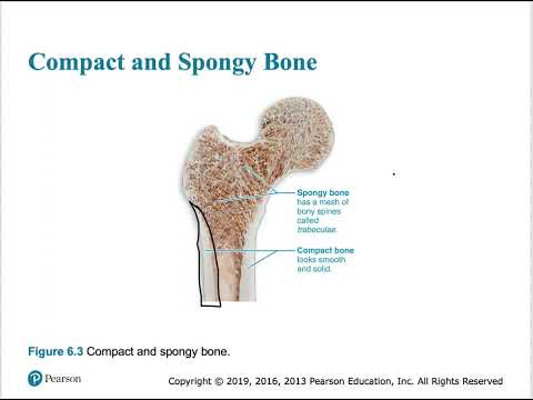 BIO 201 Chapter 6 - Bones and Skeletal Tissues