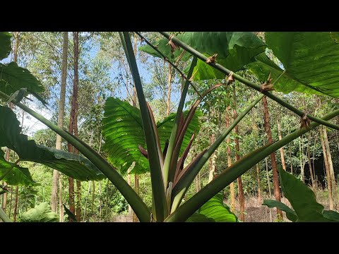 ARBELAEZ Cundinamarca - DRONE. Hermosa finca 🙂