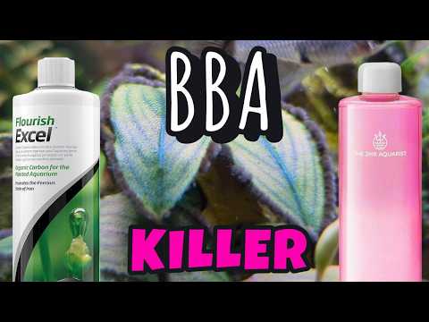 BLACK BEARD ALGAE Doesn't Stand a Chance Against This Treatment!