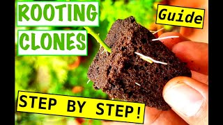 HOW TO CLONE WEED IN 3 DAYS! – Guide For Beginner Growers | 5 TIPS FOR CLONING CANNABIS CRAZY ROOTS!