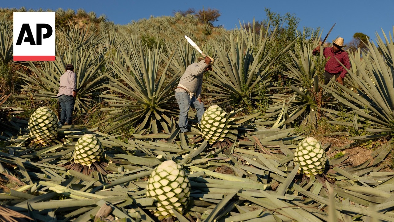 Popularity of Mezcal comes with a growing environmental cost in Mexico