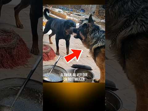 German Shepherd Tries to Command Respect, But Rottweiler Teaches Him a Lesson #animals #dog