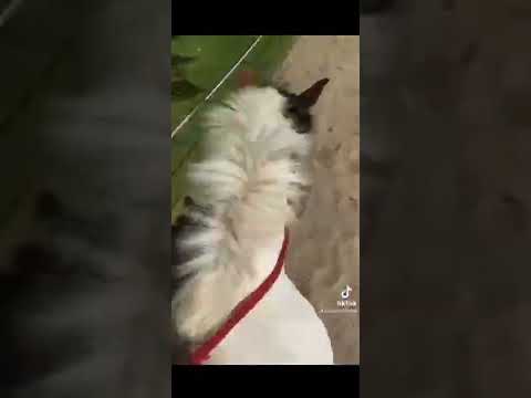 holzik stables// Gina//