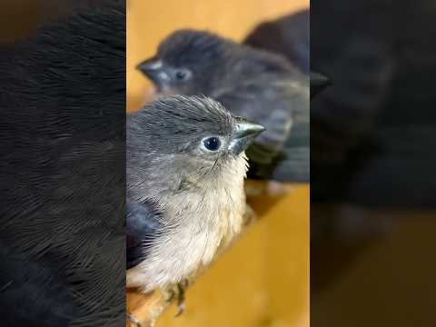 Mníška dvojfarebná (Spermestes bicolor) — video o speve a chove