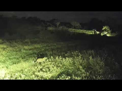 Djuma: Leopard quietly walks by-who do you think it is? - 20:16 - 03/24/21