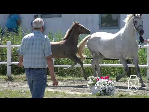 NF086 Hengstfohlen von Zirocco Blue - Colman - Calido I