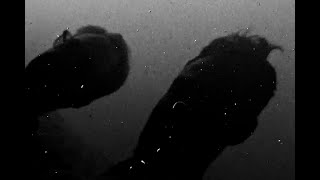 LIES – “Camera Chimera”