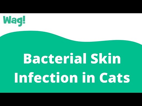 Bacterial Skin Infection in Cats | Wag!