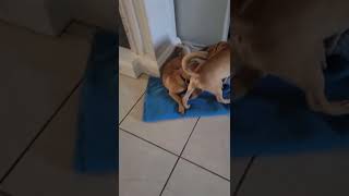 Video preview image #1 Puggle Puppy For Sale in PIPE CREEK, TX, USA
