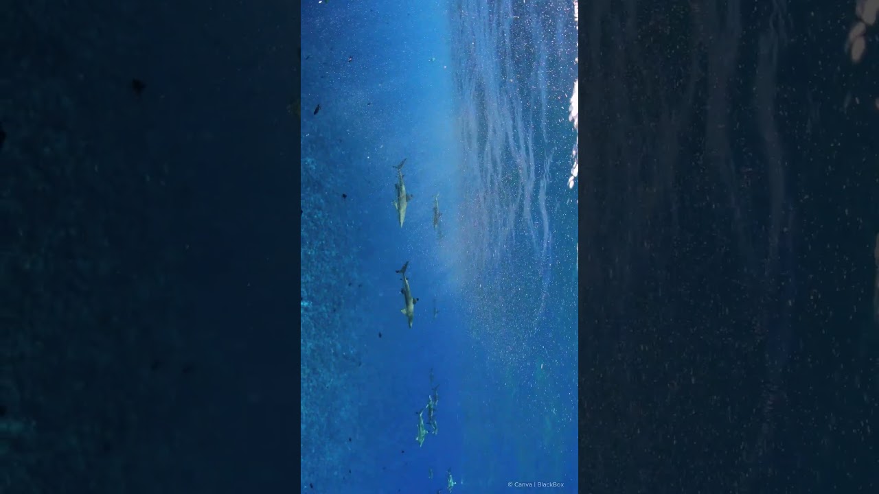 OceanLove: Was du über Haie noch nicht wusstest!