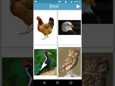Hindi Animals and Birds - Quiz Video