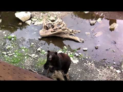 2011 07 31 Alaska 25 Bears IMG 1948