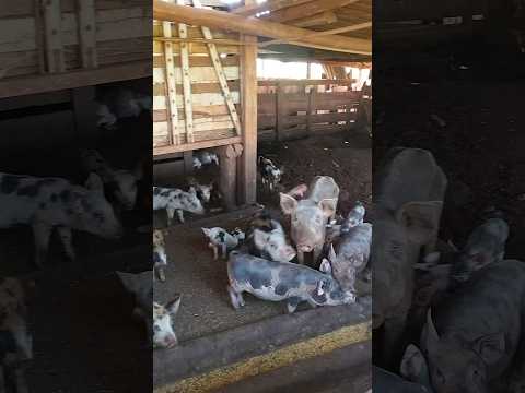 05/12/25, Carumbé, Itaporã, MS.#turismo #viagem #matogrossodosul #carumbé #itaporã