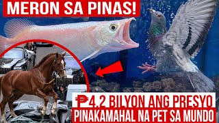 PINAKA MAHAL NA PETS SA BUONG MUNDO, NASA PILIPINAS | 4.2 BILLION PESOS NA HAYOP | MISTER DI