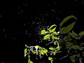 Natural Rain Whatsapp Status Video New Natural Status Shorts RKSTATUS 03