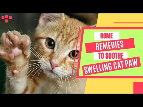 How To Treat Swollen Paw In Cats??Safe Home Remedies