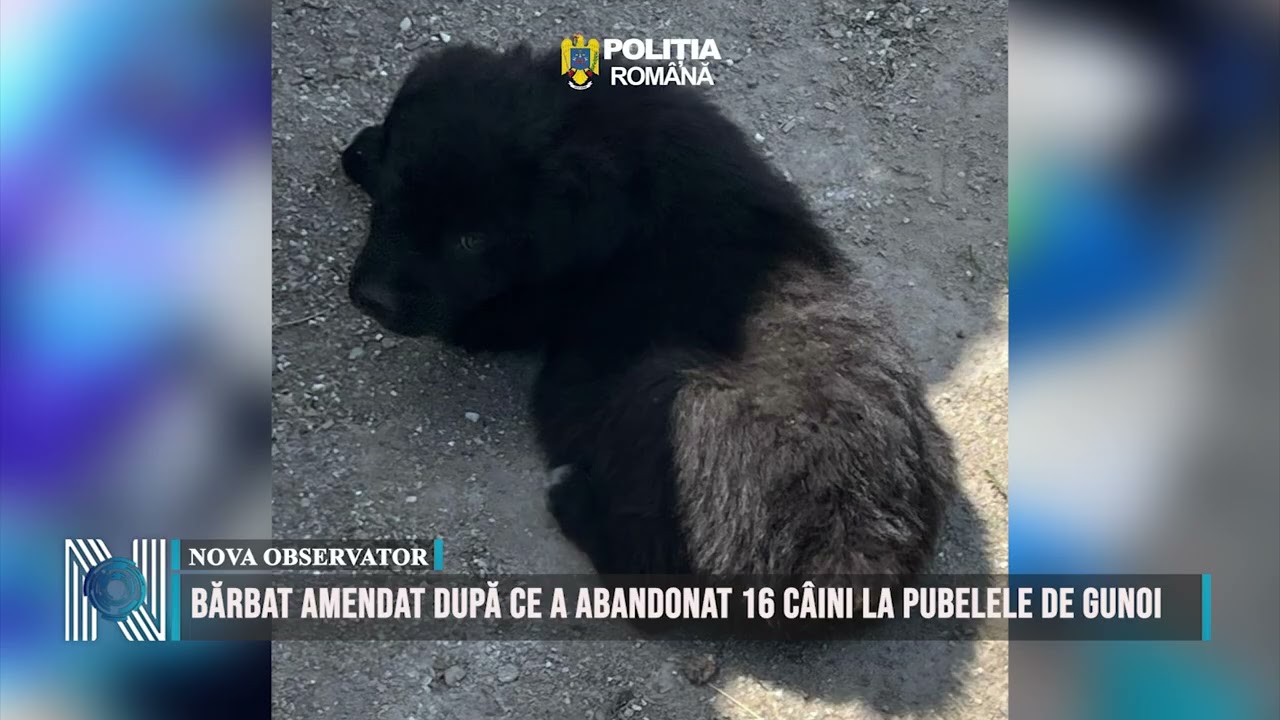 Bărbat amendat după ce a abandonat 16 câini la pubelele de gunoi