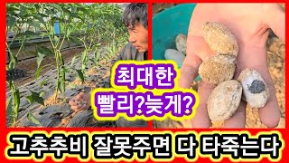고추추비 잘못주면 고추 다타죽는다 주는방법과 시기