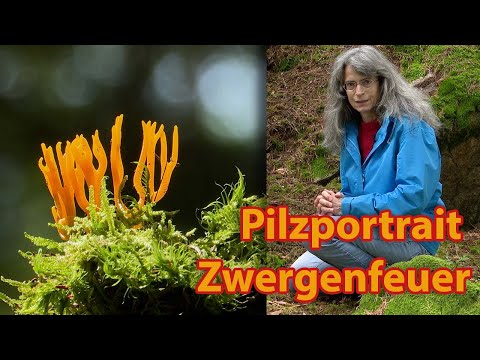 Pilzportrait Zwergenfeuer (Calocera viscosa)