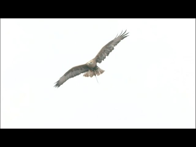ワシが舞う!! 「イーグルフライト」 優雅に舞うワシの行方は... 2014/6/14 E-G