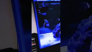 light show berner