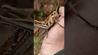 Beautiful Brown locust...