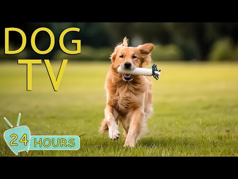DOG TV: Entertainment Video for Dogs - Ease Your Dog's Anxiety With our Ultimate Music Collection