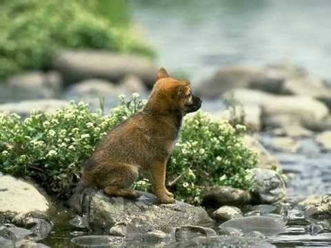 Can You Feel The Love Tonight - Kenny G