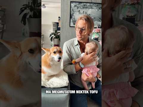 Így fogadta Tofu Lédát a családban 🥺🐶👼 #henrykettner #shorts