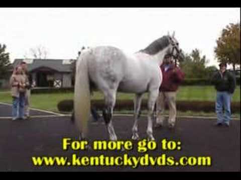 Unbridled's Song sire of Rockport Harbor
