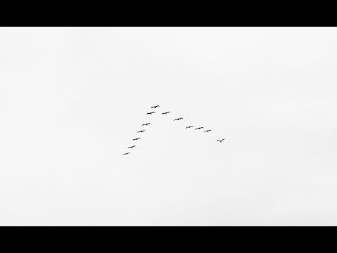 Joachim Heinrich - Cranes