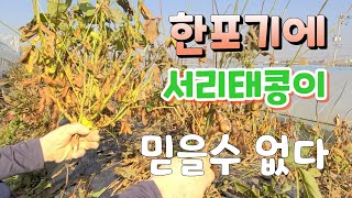 한포기에 서리태콩 수확량 대~박