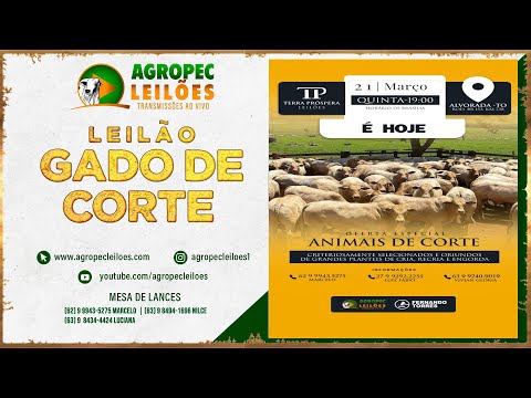 agropecleiloes.com LEILÃO GADO DE CORTE | TERRA PRÓSPERA LEILÕES-ALVORADA-TO 21/03/2024