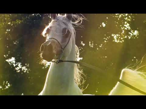 POSEIDON K.A. - (Equiborn K.A. x Primera Marc), 2017 Stallion