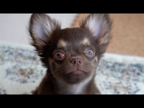 犬のチェリーアイの治療方法