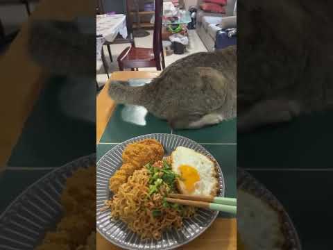 Kitty Whips Its Tail into Food || ViralHog