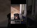 This dog just like me 😆😆😆 #shorts #superiormindbeats #funny #funnyshorts