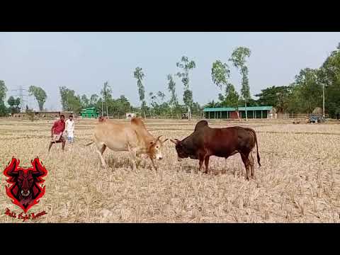 Voyongkor Danger 🆚 Al-Ansar-1