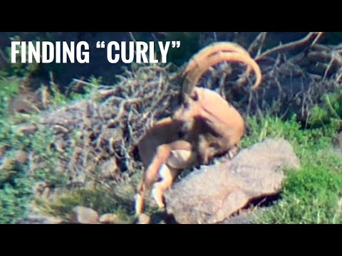 60 YARD SHOT AT MONSTER BILLY!!! | NM Ibex Archery Hunt 3 | Hunt Series EP.18