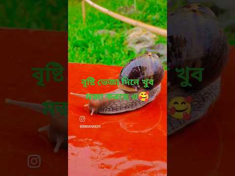 Beautiful Snails ❤️💕♥️