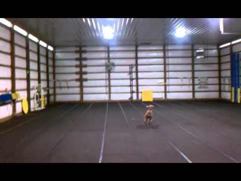 Maera the weimaraner catching frisbee 2.